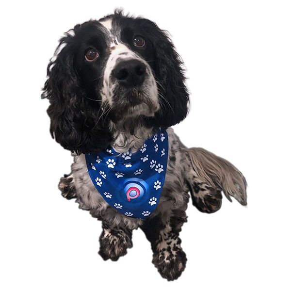 Dog Bandana - Image 3
