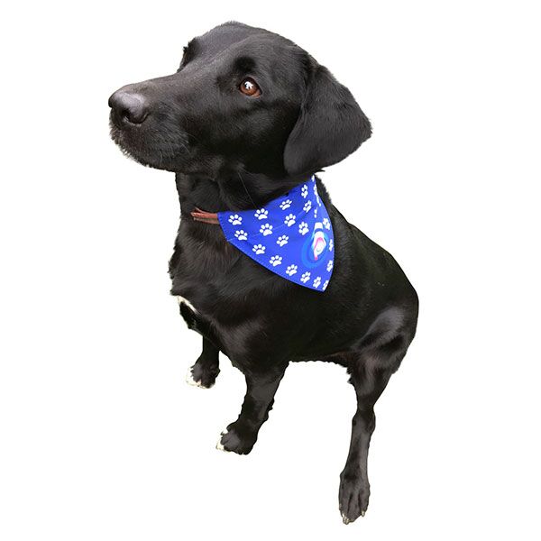 Dog Bandana - Image 4