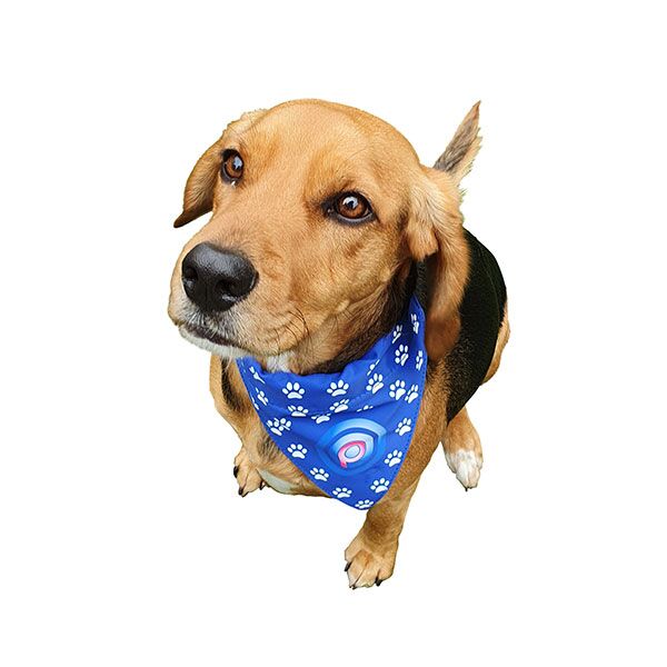 Dog Bandana - Image 5