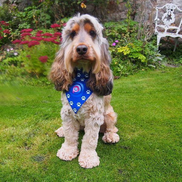 Dog Bandana - Image 2